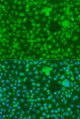 Anti-NOTCH1 antibody produced in rabbit