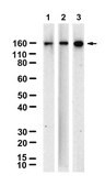 Anti-RAD50 Antibody, clone 1I11 ZooMAb® Rabbit Monoclonal recombinant, expressed in HEK 293 cells