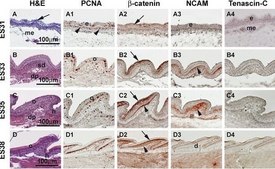 Anti-PCNA Antibody, clone PC10 clone PC10, Chemicon®, from mouse