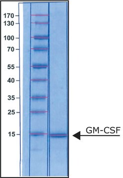 粒细胞巨噬细胞集落刺激因子 人 GM-CSF, recombinant, expressed in E. coli, suitable for cell culture