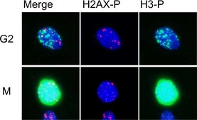 Anti-phospho-Histone H3 (Ser10) Antibody, Mitosis Marker Upstate®, from rabbit