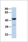 Anti-FOXA2 antibody produced in rabbit affinity isolated antibody