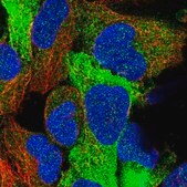 Anti-FUZ antibody produced in rabbit Prestige Antibodies® Powered by Atlas Antibodies, affinity isolated antibody, buffered aqueous glycerol solution