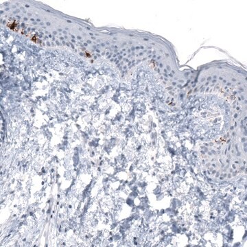 Monoclonal Anti-TYRP1 antibody produced in mouse Prestige Antibodies® Powered by Atlas Antibodies, clone CL4906, purified immunoglobulin, buffered aqueous glycerol solution