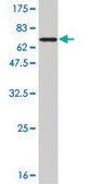 ANTI-STAT5B antibody produced in mouse clone 1F5, purified immunoglobulin, buffered aqueous solution