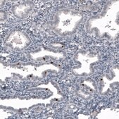 Monoclonal Anti-FOXJ1 antibody produced in mouse Prestige Antibodies® Powered by Atlas Antibodies, clone CL3991, purified immunoglobulin