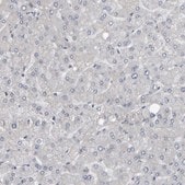 Anti-MURC antibody produced in rabbit Prestige Antibodies® Powered by Atlas Antibodies, affinity isolated antibody, buffered aqueous glycerol solution, Ab3