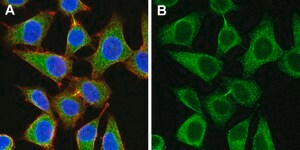 Anti-eIF-2α Antibody, clone 3M6 ZooMAb® Rabbit Monoclonal recombinant, expressed in HEK 293 cells