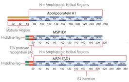 Membrane Scaffold Protein 1E3D1 recombinant, expressed in E. coli