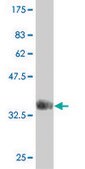 Monoclonal Anti-PRKAA2 antibody produced in mouse clone 1G8, purified immunoglobulin, buffered aqueous solution
