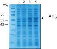 Isopropyl β-D-thiogalactopyranoside solution ReadyMade IPTG solution for Blue-white screening