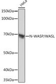 Anti-N-WASP/WASL antibody produced in rabbit