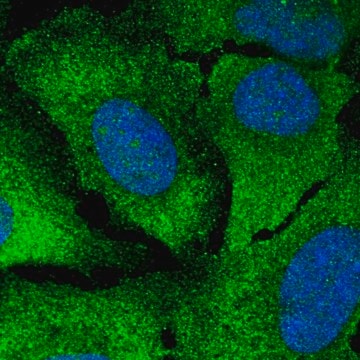 Anti-CAMK2G antibody produced in rabbit Prestige Antibodies® Powered by Atlas Antibodies, affinity isolated antibody