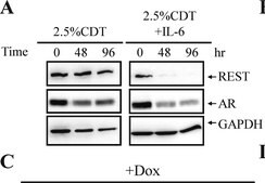 Anti-REST Antibody from rabbit, purified by affinity chromatography
