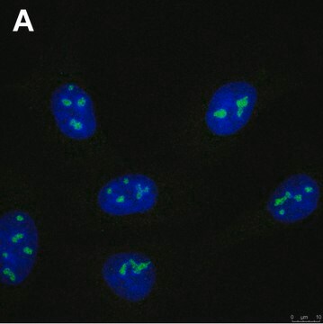 Anti-FTSJ3 Antibody, clone 3F4 ZooMAb&#174; Rabbit Monoclonal recombinant, expressed in HEK 293 cells