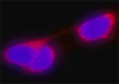 Anti-Glutathione-S-Transferase (GST) antibody produced in rabbit IgG fraction of antiserum, buffered aqueous solution