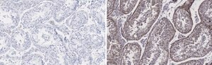 Anti-Pericentrin Antibody, clone 2H11, ZooMAb® Rabbit Monoclonal recombinant, expressed in HEK 293 cells