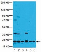 Anti-ARF1 Antibody, clone 3F1 clone 3F1, from mouse