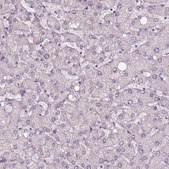 Anti-CACNG4 antibody produced in rabbit Prestige Antibodies® Powered by Atlas Antibodies, affinity isolated antibody