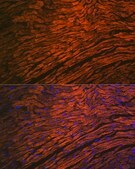 Anti-MYL2 antibody produced in rabbit