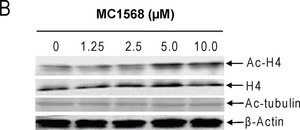 Anti-Acetylated Tubulin antibody, Mouse monoclonal clone 6-11B-1, purified from hybridoma cell culture