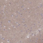 Anti-CACNG4 antibody produced in rabbit Prestige Antibodies® Powered by Atlas Antibodies, affinity isolated antibody