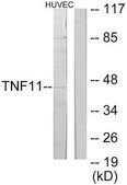 Anti-TNFSF11 antibody produced in rabbit affinity isolated antibody