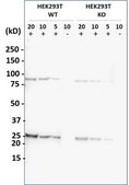 [KO Validated]Anti-YWHAG antibody produced in rabbit [Knockout Validated],affinity isolated antibody, buffered aqueous solution