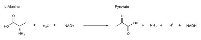 L-Alanine Dehydrogenase from Bacillus subtilis buffered aqueous glycerol solution, ~30&#160;units/mg protein (Lowry)