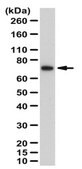 Anti-Ku70 Protein Antibody from rabbit