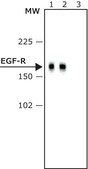 Monoclonal Anti-Epidermal Growth Factor Receptor antibody produced in mouse clone F4, ascites fluid