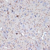 Anti-AIF1/IBA1 antibody produced in rabbit