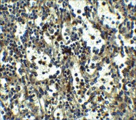 Anti-TLR3 (ab1) antibody produced in rabbit affinity isolated antibody, buffered aqueous solution