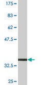 Monoclonal Anti-CD9 antibody produced in mouse clone 4A2, purified immunoglobulin, buffered aqueous solution