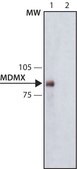 抗-MDMX抗体，小鼠单克隆 小鼠抗 clone MDMX-82, purified from hybridoma cell culture