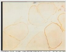 Anti-Dystrophin Antibody, mid-rod, clone 6D3 culture supernatant, clone 6D3, Chemicon®