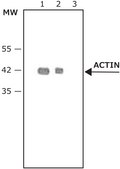 Anti-Rabbit IgG (whole molecule)–Peroxidase antibody produced in goat IgG fraction of antiserum, buffered aqueous solution