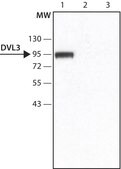 Anti-DVL3 (N-terminal) antibody produced in rabbit ~1.5 mg/mL, affinity isolated antibody, buffered aqueous solution