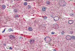 Anti-GPSM2 antibody produced in rabbit affinity isolated antibody