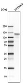 Anti-NOP2 antibody produced in rabbit Prestige Antibodies® Powered by Atlas Antibodies, affinity isolated antibody, buffered aqueous glycerol solution