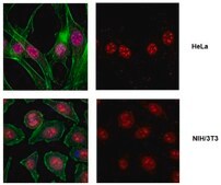 Anti-monomethyl Histone H2A.Z Antibody (Lys 7) from rabbit, purified by affinity chromatography