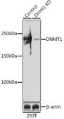 Anti- DNMT1 antibody produced in rabbit