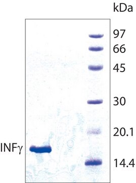 干扰素-&#947; 人 recombinant, expressed in E. coli, &#8805;98% (SDS-PAGE), lyophilized powder, suitable for cell culture