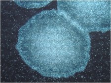 PluriSTEM-XF® 重组玻连蛋白 Human pluripotent stem cell culture.