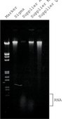 GenElute™ Plant Genomic DNA Miniprep Kit sufficient for 10 purifications