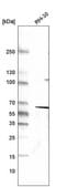 Monoclonal Anti-DES antibody produced in mouse Prestige Antibodies® Powered by Atlas Antibodies, clone CL4502, purified immunoglobulin