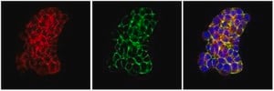 Anti-Post Synaptic Density Protein 95 Antibody, clone 6G6-1C9 clone 6G6-1C9, Chemicon®, from mouse