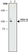 Anti-VSV-G antibody produced in rabbit affinity isolated antibody, buffered aqueous solution