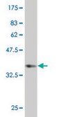 Monoclonal Anti-MSI1, (N-terminal) antibody produced in mouse clone 1B11, purified immunoglobulin, buffered aqueous solution