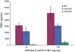 脂多糖 来源于大肠杆菌 0111:B4 purified by ion-exchange chromatography, TLR ligand tested